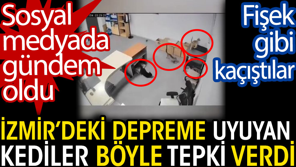 İzmir'deki depreme uyuyan kediler böyle tepki verdi. Fişek gibi kaçıştılar