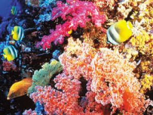Büyük Mercan Resifi’ne tehdit