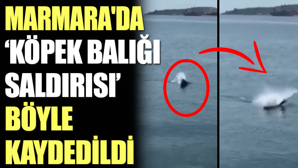 Marmara'da köpek balığı saldırısı böyle kaydedildi