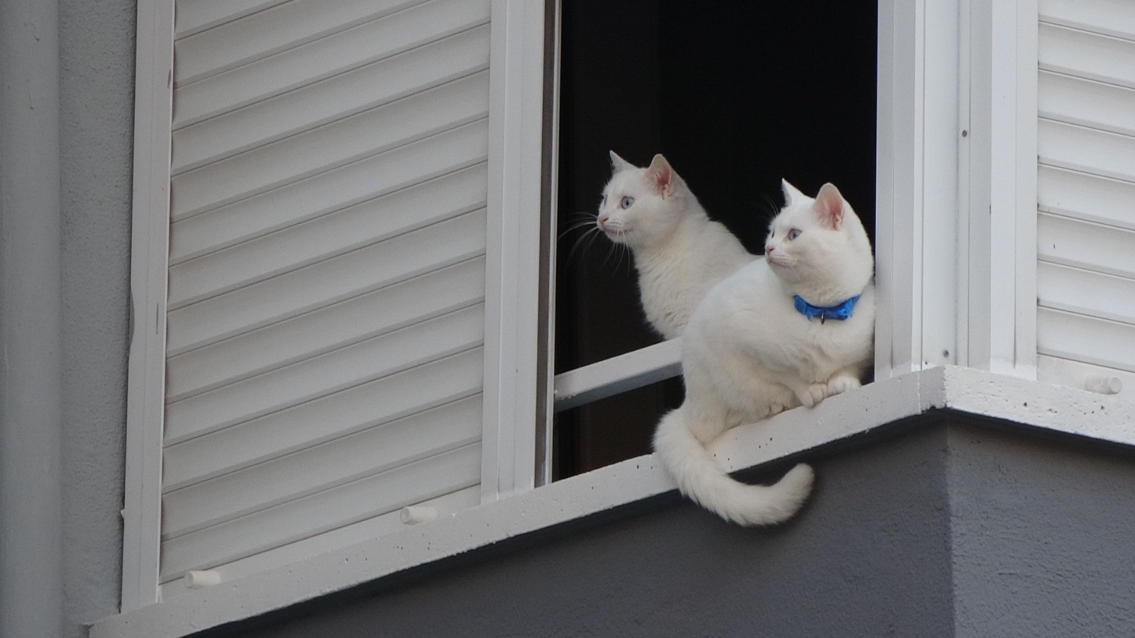Cama çıkan kediler mahalleliyi korkuttu