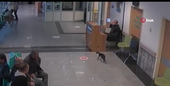 Ayağı kırılan kedi acil servisin yolunu tuttu