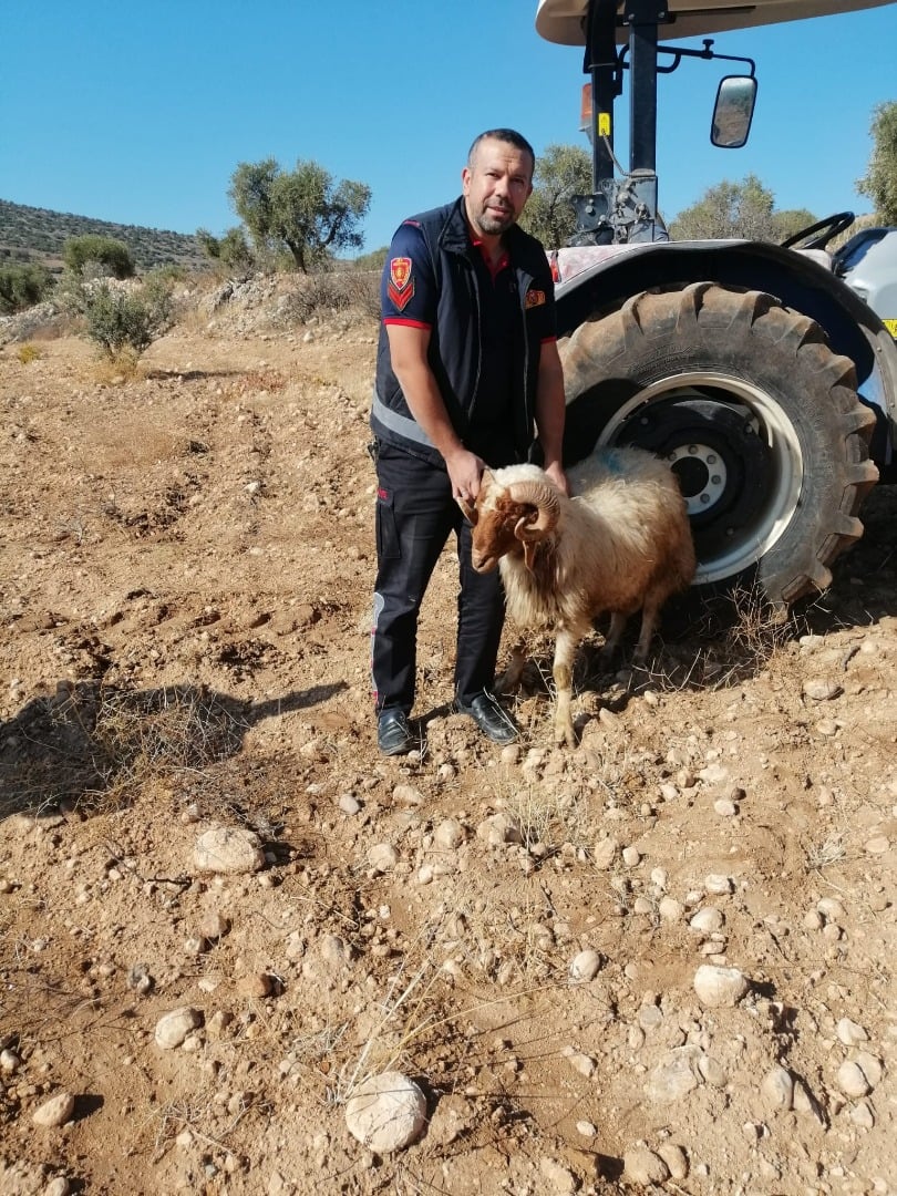 Su kuyusuna düşen koyun kurtarıldı