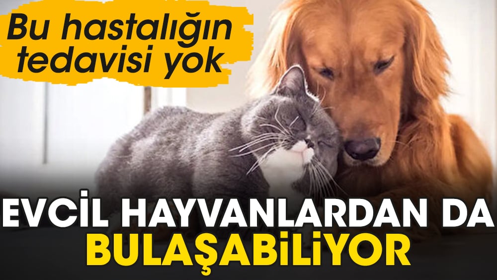 Evcil hayvanlardan da bulaşabiliyor. Bu hastalığın tedavisi yok