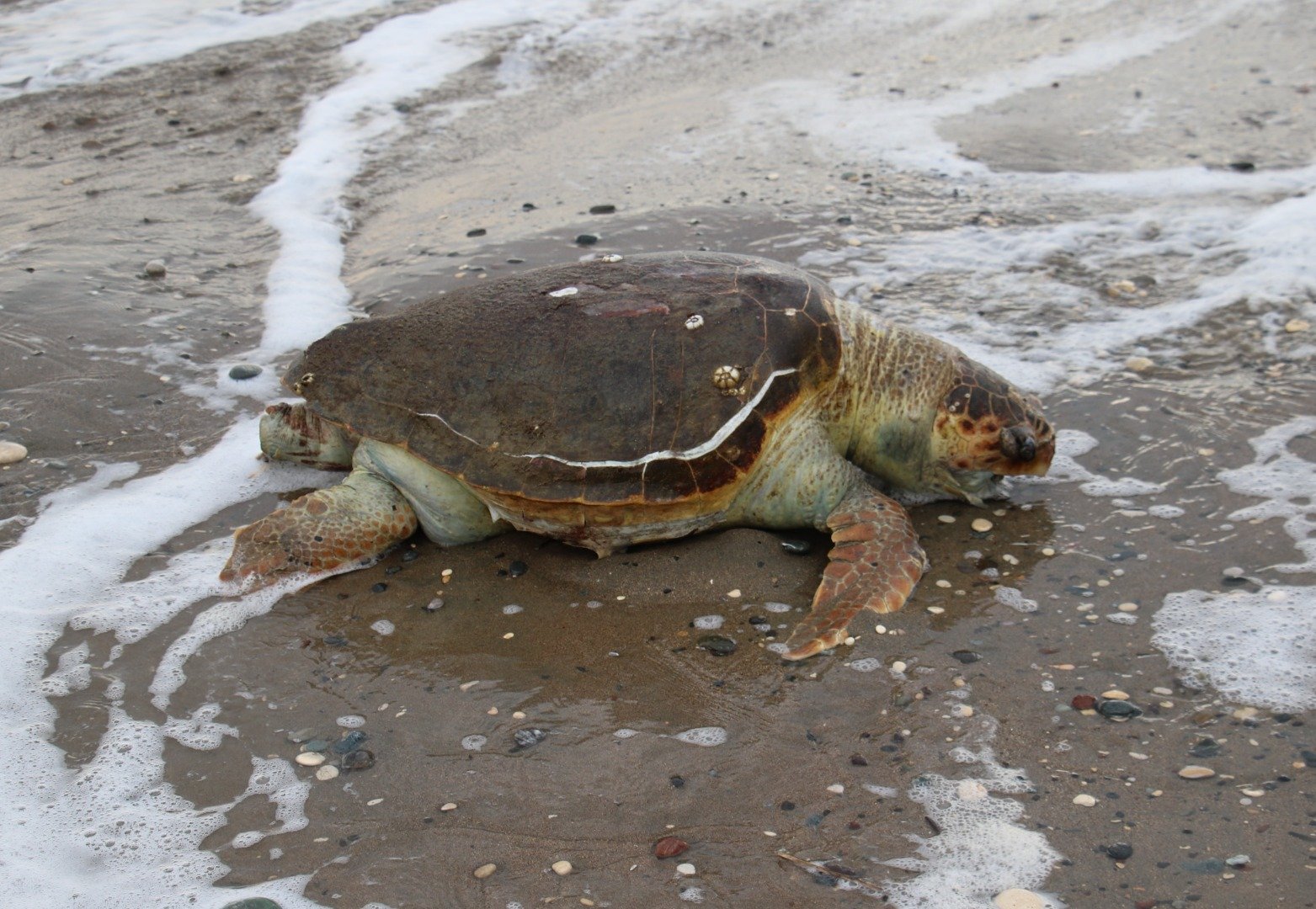 Mersin’de ölü Caretta caretta sahile vurdu