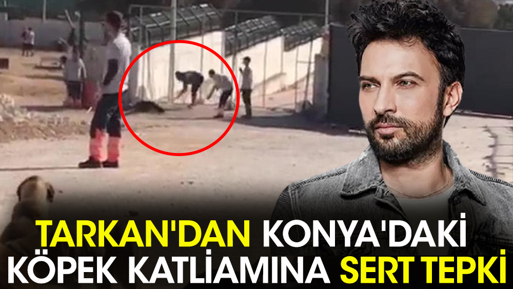 Tarkan'dan Konya'daki köpek katliamına sert tepki. "Yetkililer hep üç maymunu oynuyor"