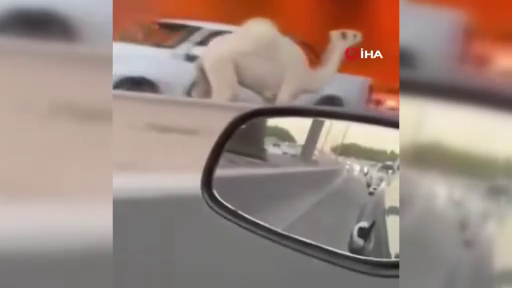 Otoyola giren deve trafiği birbirine kattı