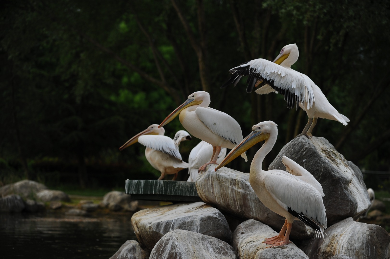 Peru'da kuş gribi pelikanları vurdu: 13 bin pelikan öldü