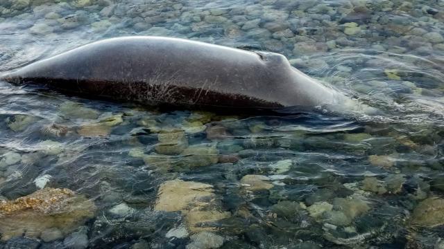 Hazar Denizi kıyılarına 700 ölü fok vurdu