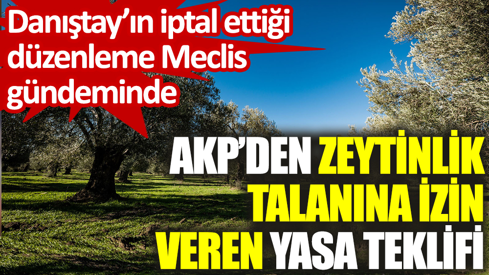 AKP’den zeytinlik talanına izin veren yasa teklifi: Danıştay’ın iptal ettiği düzenleme Meclis gündeminde