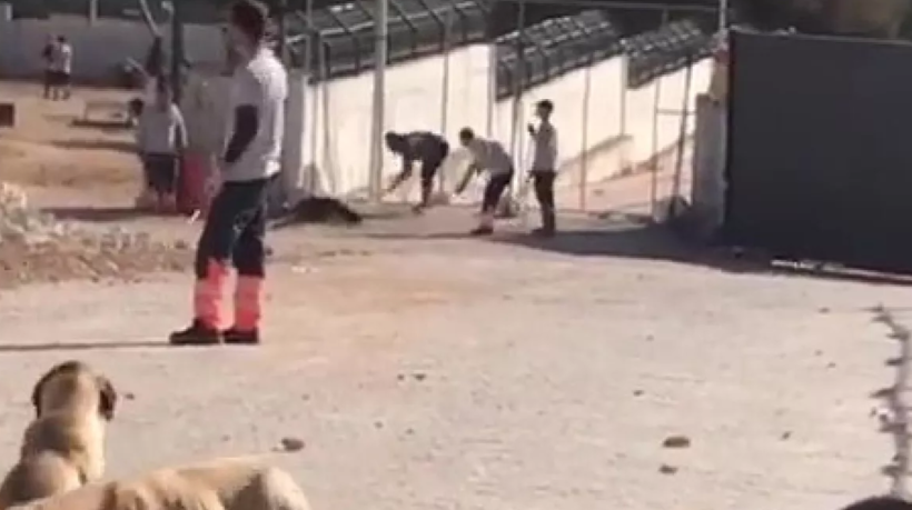 Konya'da hayvan barınağındaki işkenceye istenen ceza belli oldu
