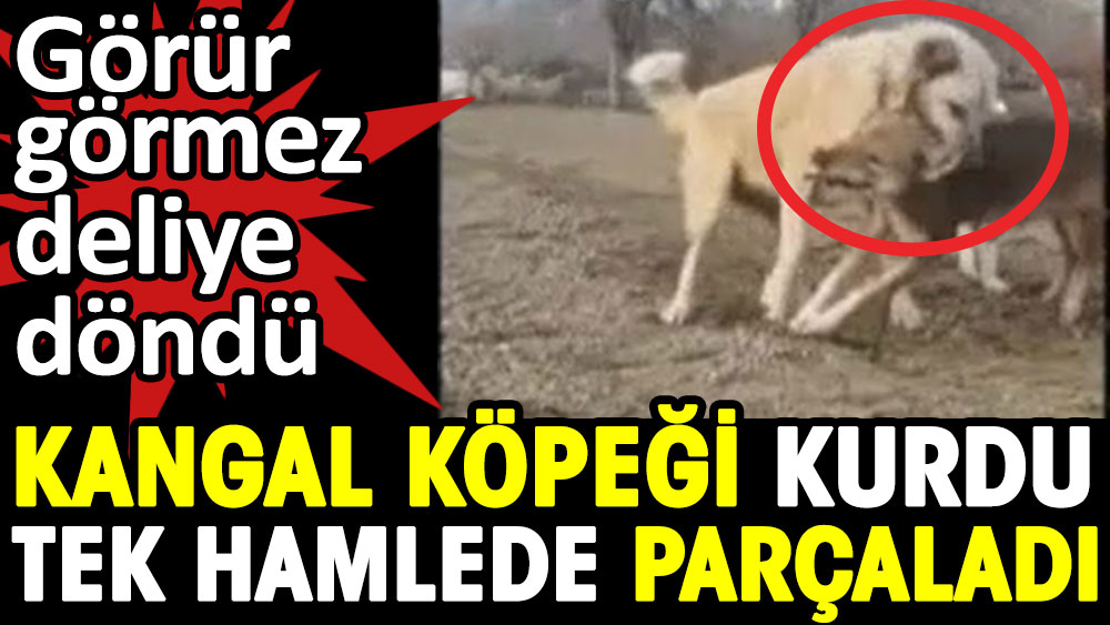 Kangal köpeği kurdu tek hamlede parçaladı