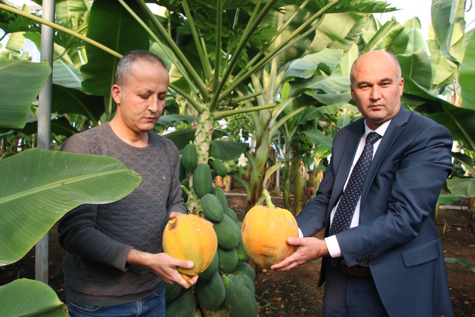 Mersin'de araştırma enstitüsündeki serada yetiştirilen papaya meyve verdi