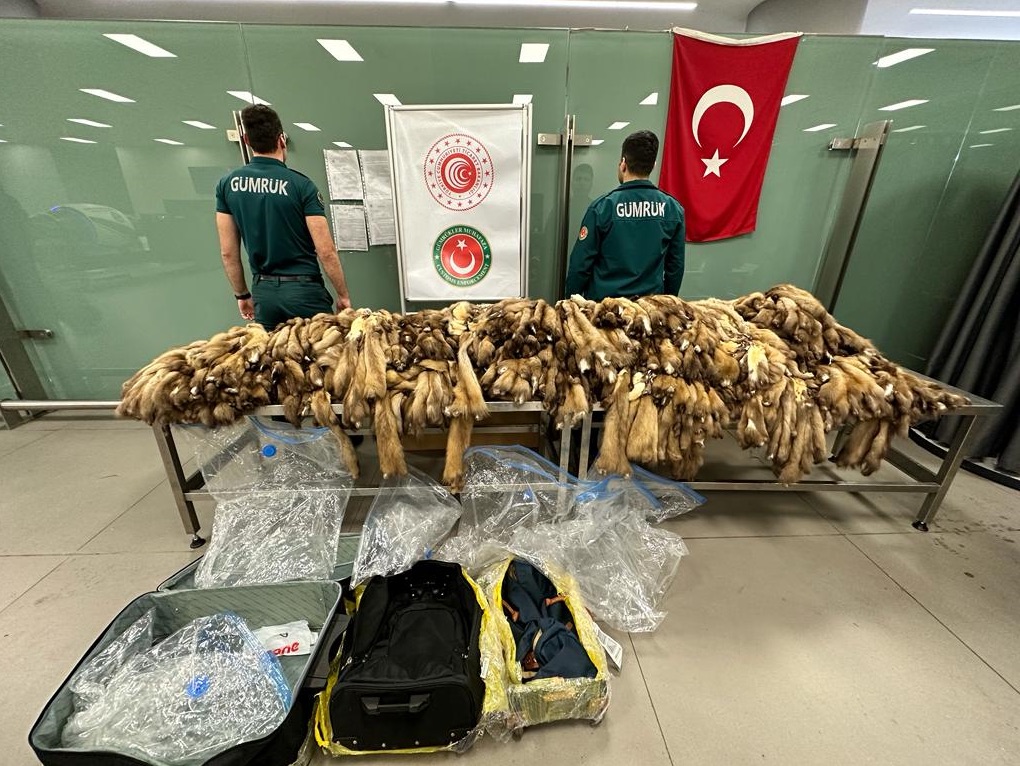 İstanbul Havalimanı'nda bin 200 samur postu ele geçirildi