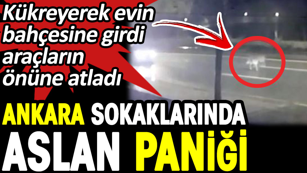 Ankara sokaklarında aslan paniği
