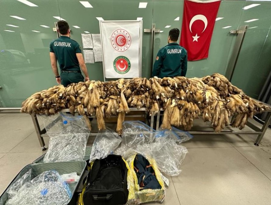 İstanbul'da bin 200 samur postu ele geçirildi 