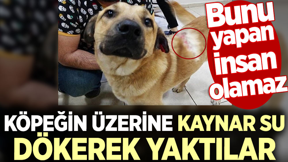 Köpeğin üzerine kaynar su dökerek yaktılar. Bunu yapan insan olamaz