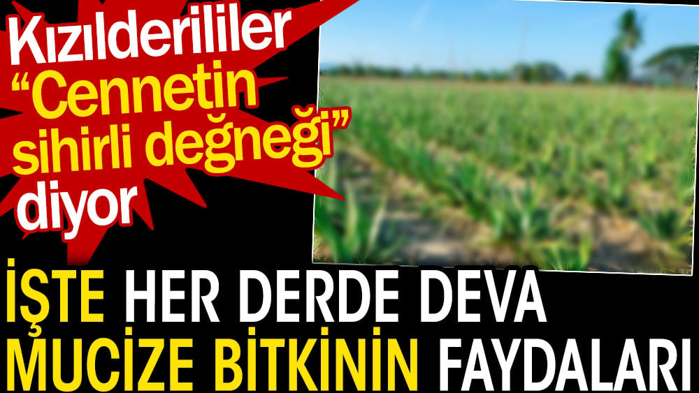 Her derde deva mucize bitkinin faydaları. Kızılderililer “Cennetin sihirli değneği” diyor