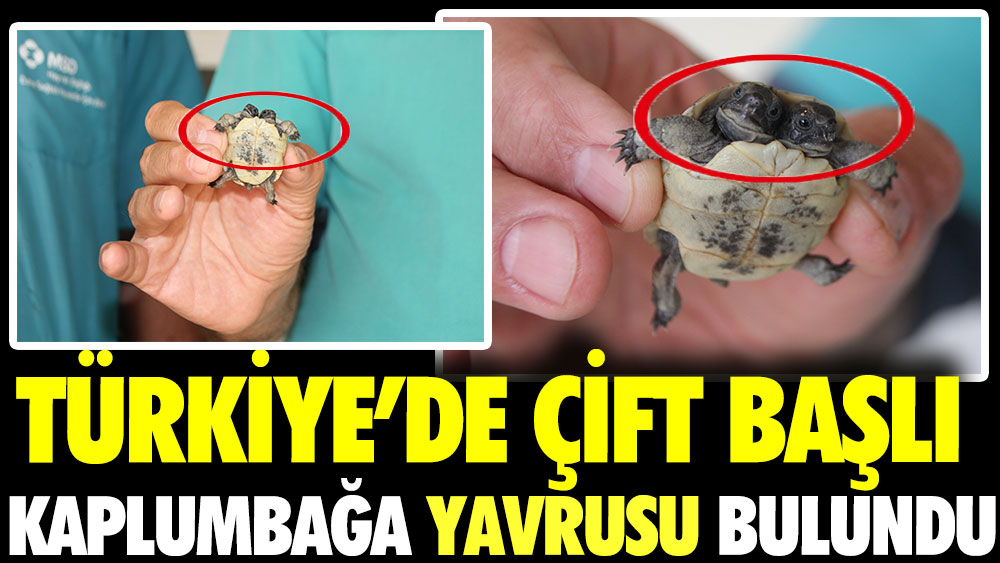 Türkiye'de çift başlı kaplumbağa yavrusu bulundu