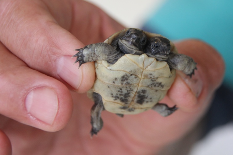 Antalya’da bulunan çift başlı kaplumbağa yavrusu korumaya alındı