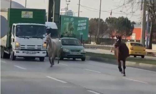 Başıboş atlar yollarda cirit atıyor