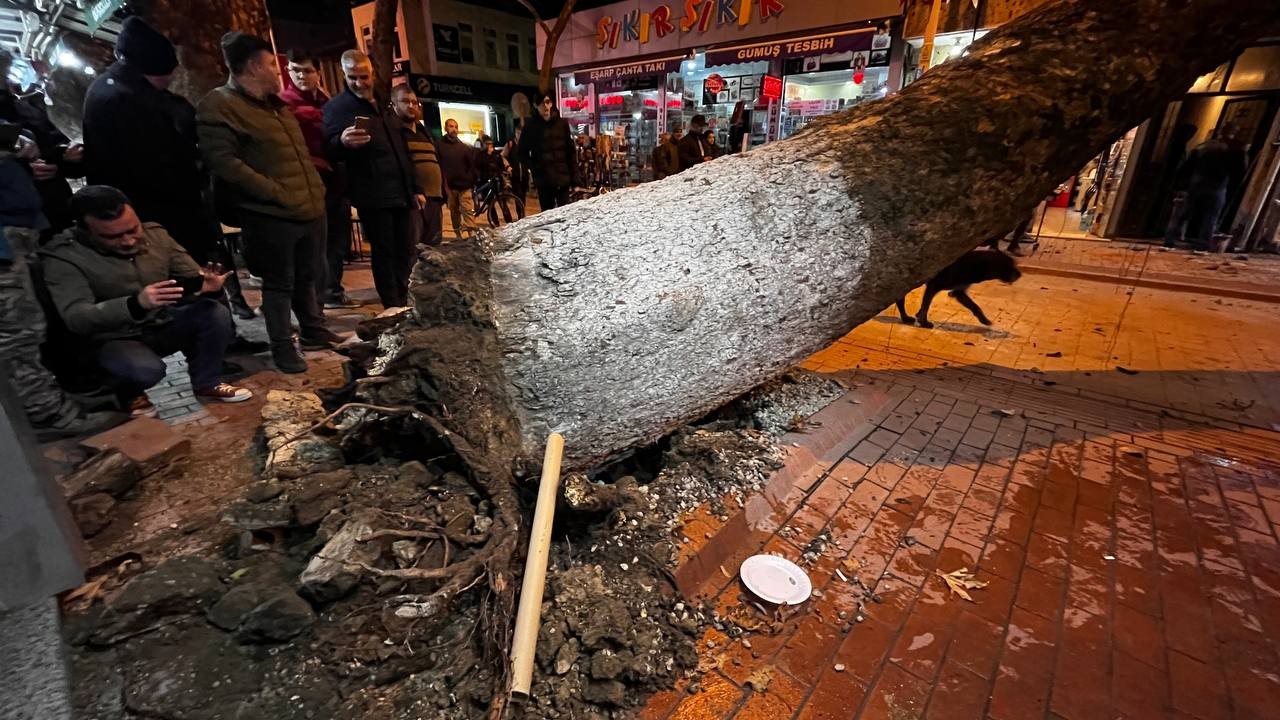 Bursa’da 40 metrelik çınar ağacı dükkanların üzerine devrildi   