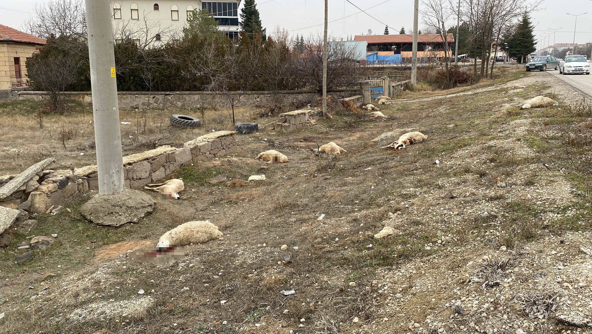 Arazide otlayan 50'dan fazla koyun yere yığıldı, telef oldu