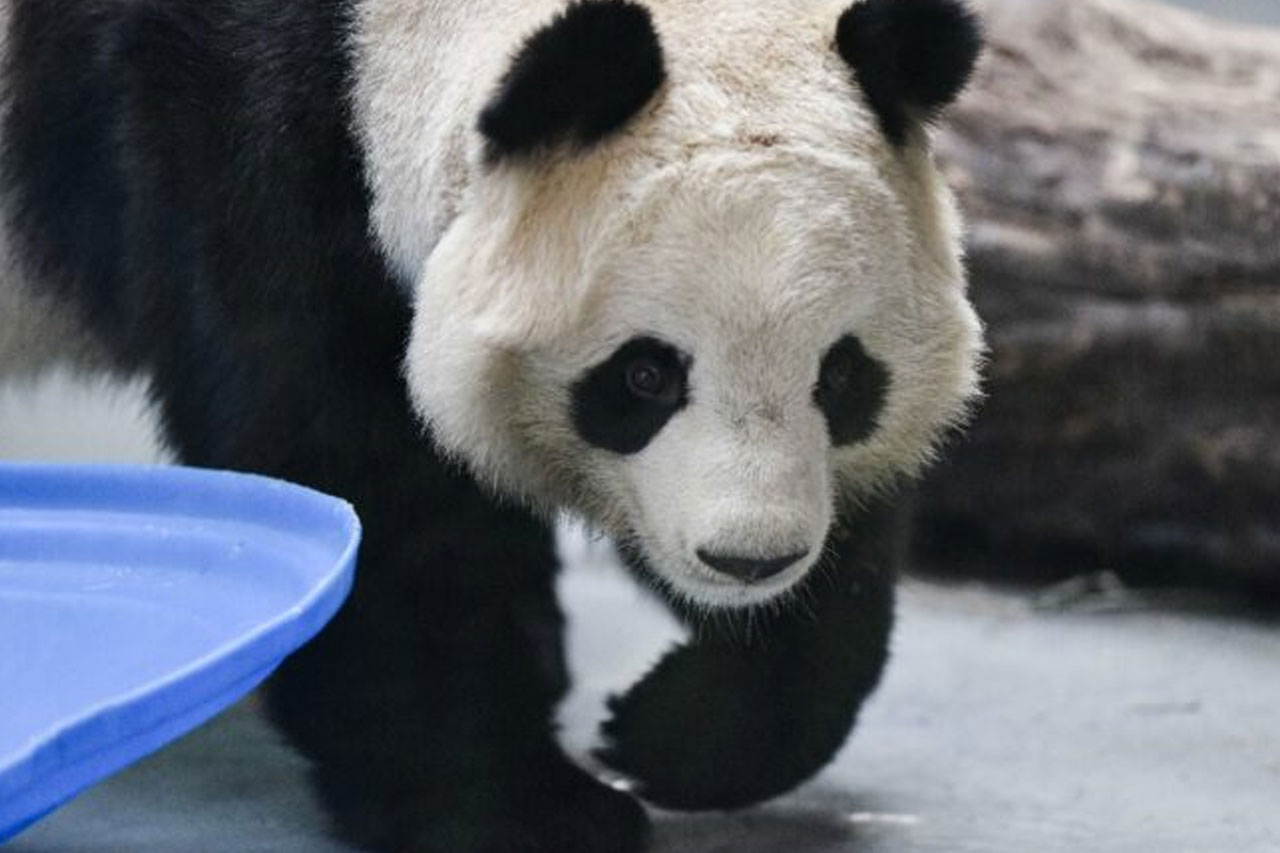 Dev pandalar 20 yıl sonra Çin’e dönüyor