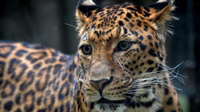 Hindistan'da 7 yaşındaki bir çocuk leopar tarafından öldürüldü