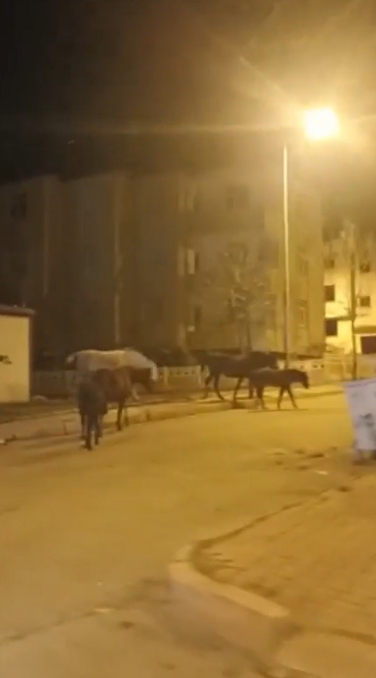 Atlar cadde ve sokakları bastı