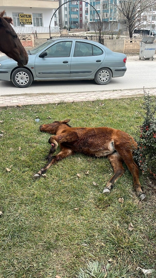 Bacağı kırık tay, tedavi altına alındı