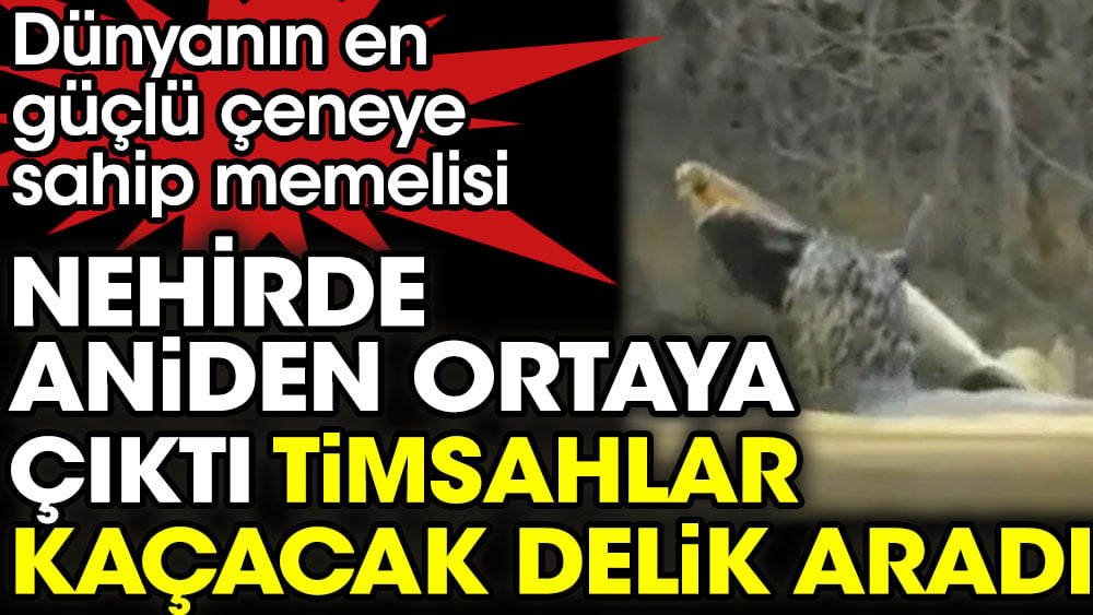 Nehirde aniden ortaya çıktı timsahlar bile kaçacak delik aradı