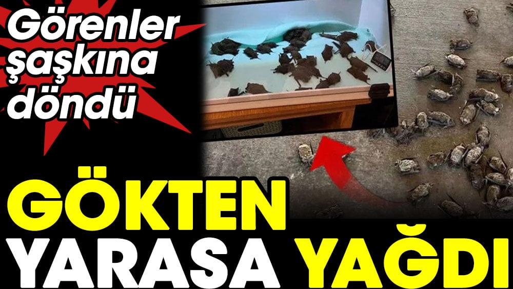 Gökten yarasa yağdı. Görenler şaşkına döndü 