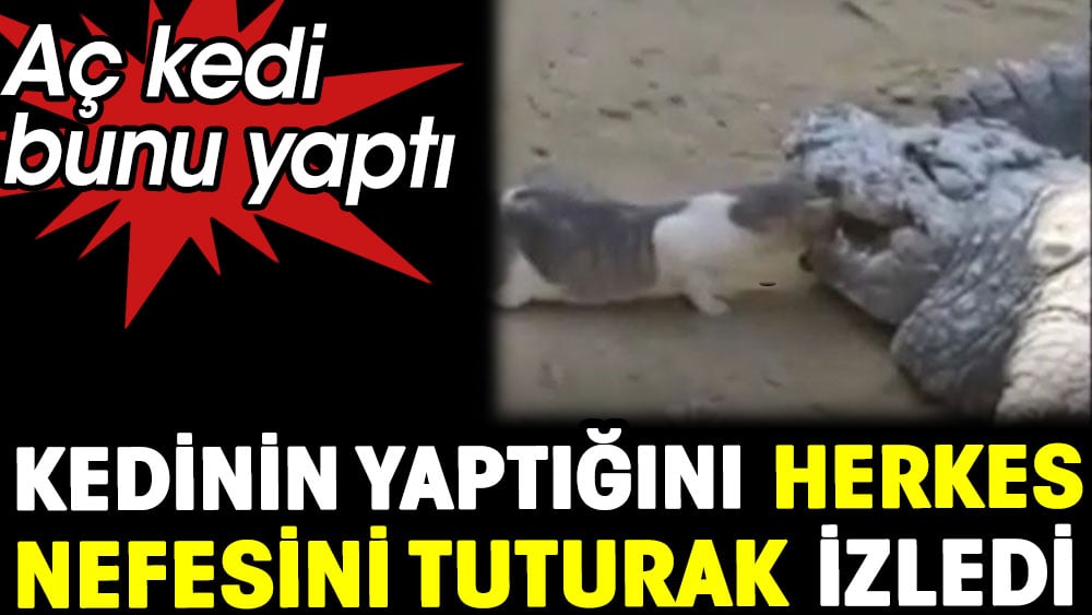 Kedinin yaptığını herkes nefesini tutarak izledi