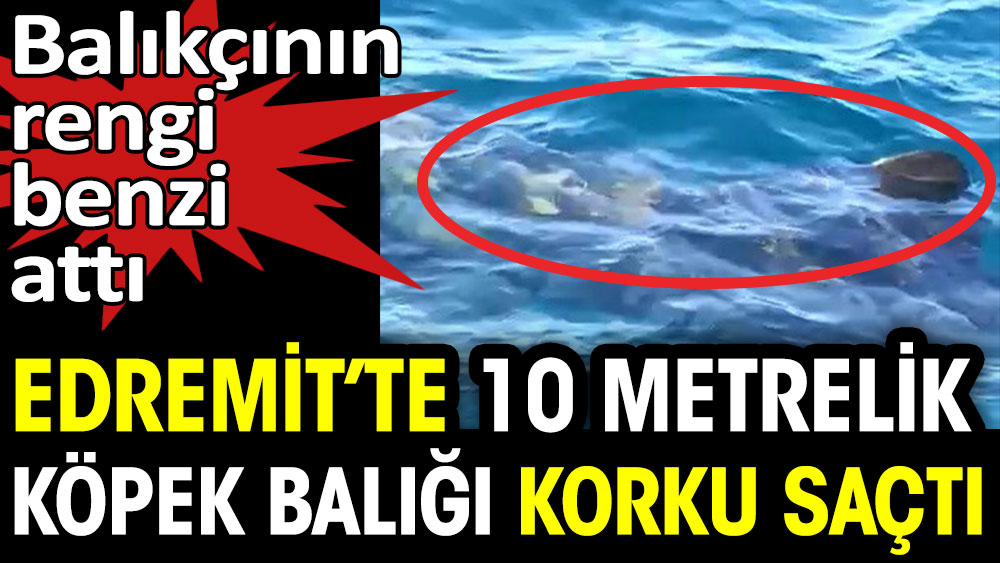 Edremit'te 10 metrelik köpek balığı korku saçtı