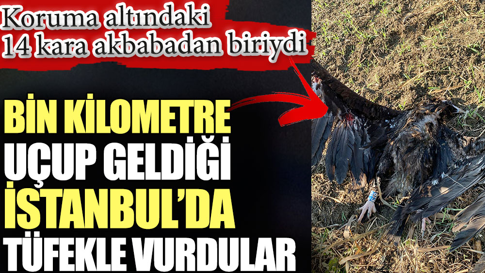 Bin kilometre uçup geldiği İstanbul’da tüfekle vurdular. Koruma altındaki 14 kara akbabadan biriydi