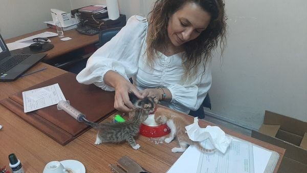 Annelerine araba çarpan 5 yavru kedi kurtarıldı