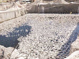 1.5 milyon balık telef oldu