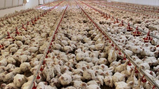 Tavuk eti üretimi yıllık bazda yüzde 1,4 arttı