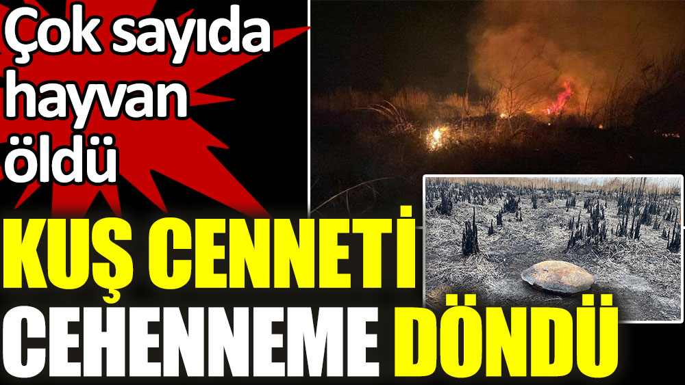 Kuş cenneti cehenneme döndü. Çok sayıda hayvan öldü