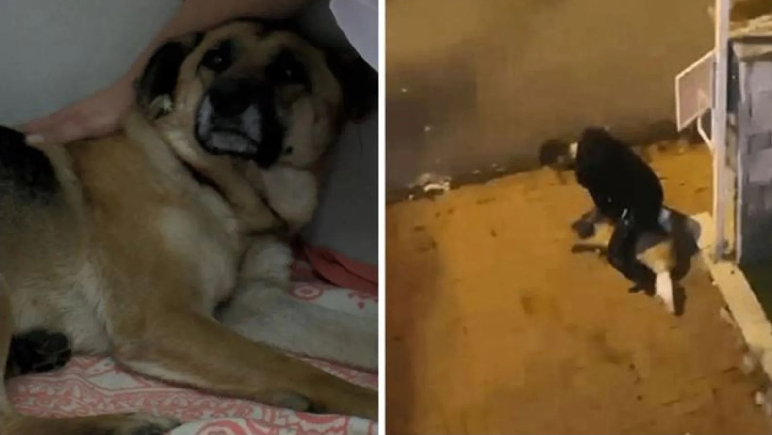 Sarıyer'de boğazını sıktığı köpeği ısrarla takip eden sanığa 1 yıl 3 ay hapis cezası