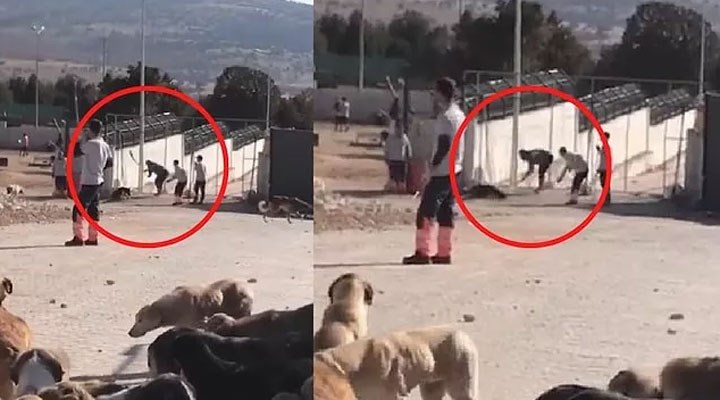 Konya'da köpeği eziyet ederek öldürenler iyi hal indirimi