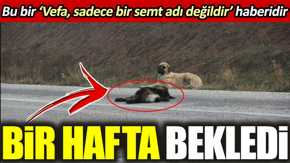 Bu bir ‘Vefa, sadece bir semt adı değildir’ haberidir. Bir hafta bekledi