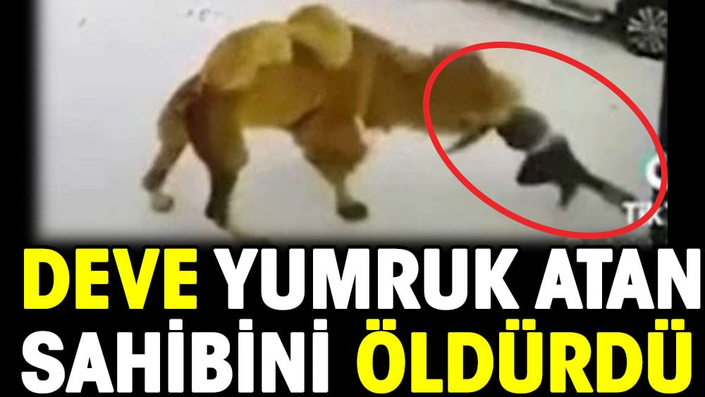 Deve yumruk atan sahibini öldürdü 