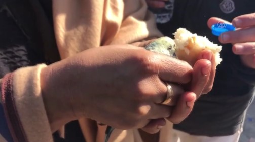 Küçük Berat 55 saat sonra muhabbet kuşuyla çıkarıldı