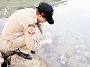 Muğla’da sahilde yüzlerce ölü balık bulundu