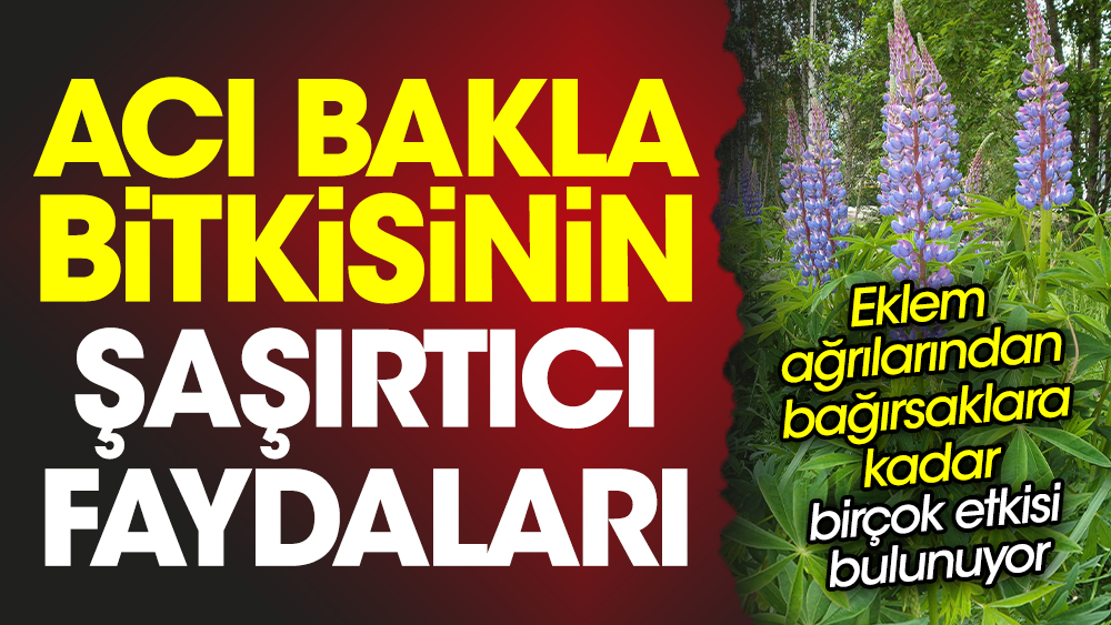 Acı bakla bitkisinin faydaları. Eklem ağrılarından bağırsaklara kadar birçok etkisi bulunuyor