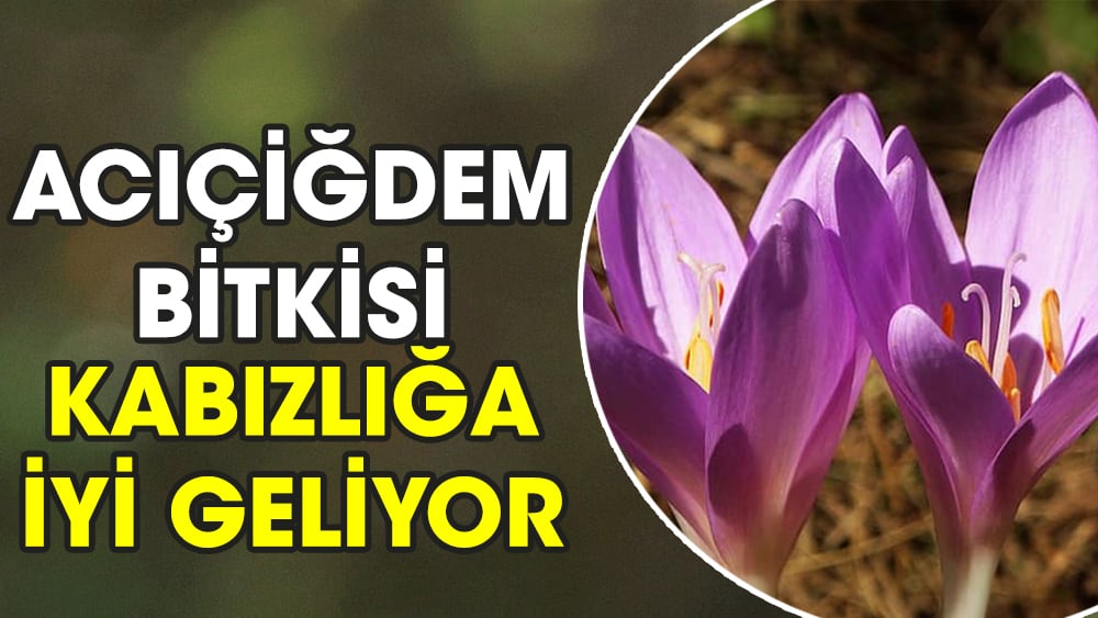 Acıçiğdem bitkisi kabızlığa iyi geliyor