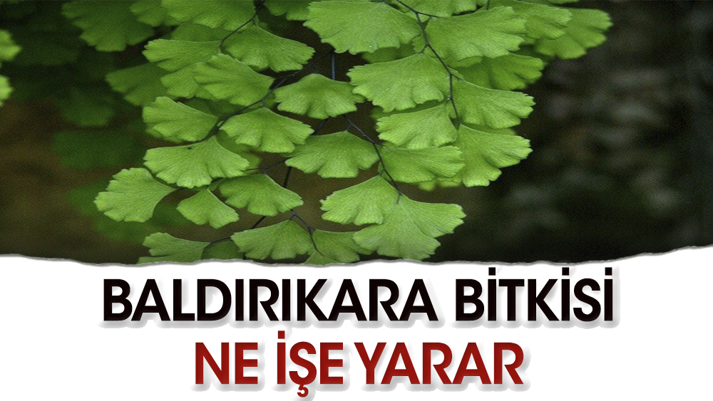 Baldırıkara bitkisi hangi rahatsızlıkları yok eder?