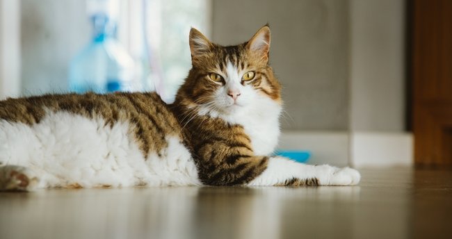 Kedilerde genç hastalığı nedir? Kedilerde gençlik hastalığı tedavisi nedir?