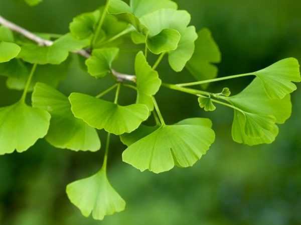 Ginkgo bitkisi Demans ve Alzheimer’a iyi geliyor